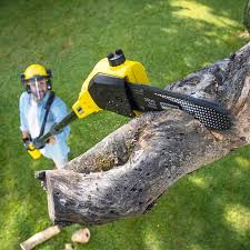 Best Tree Health Inspection  in Millington, NJ